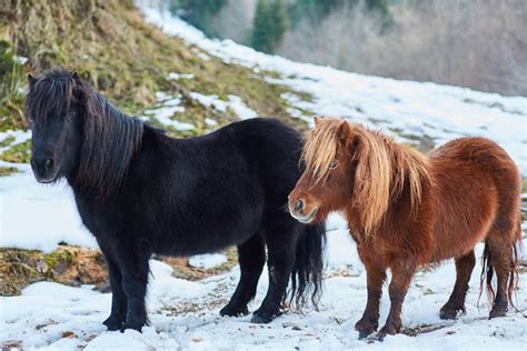 Shetland Pony Breed Information, History, Videos, Baby, Pictures