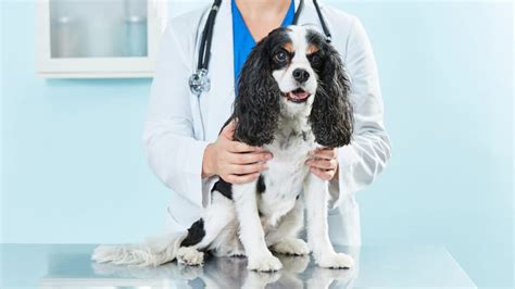 Hookworms in Dogs: Symptoms and Treatment | BeChewy