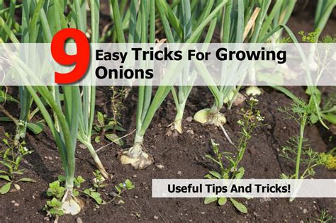 9 Easy Tricks For Growing Onions