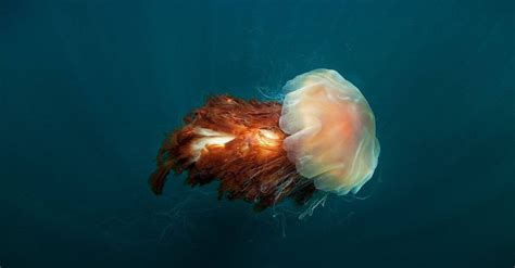 10 Incredible Lion's Mane Jellyfish Facts - AZ Animals