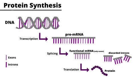 Proceso de síntesis de proteínas. producción de proteínas a partir del adn. ilustración ...