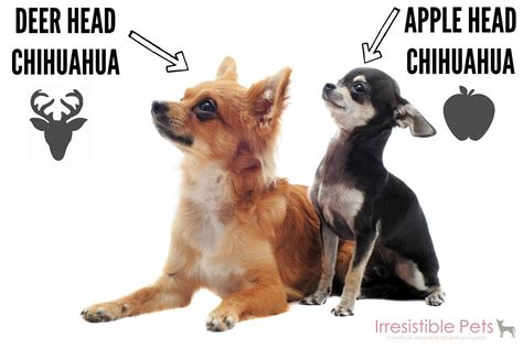 Deer Head Chihuahua vs Apple Head Chihuahua - sunsetschihuahuas.ca