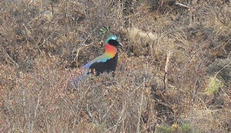 103 Nepal's national bird, the Danphe Pheasant | Colin Macdonald | Flickr