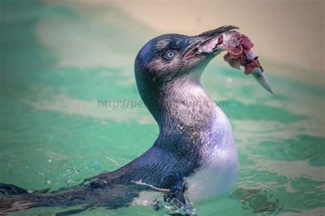 Penguin eating fish | Penguins, Penguin activities, Eat