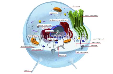 Microtubule Animal Cell