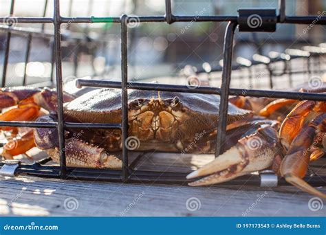 A Male Dungeness Crabs in a Crab Trap Sitting on a Dock Stock Image - Image of ecdysis, crabbing ...