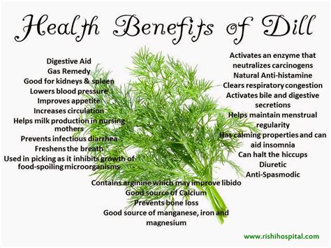 Rishi Ayurveda Hospital and Research Centre: Health Benefits Of Dill