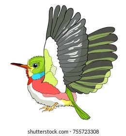 Cuban Tody Bird Exotic Vector Illustration Stock Vector (Royalty Free) 755723308 | Shutterstock