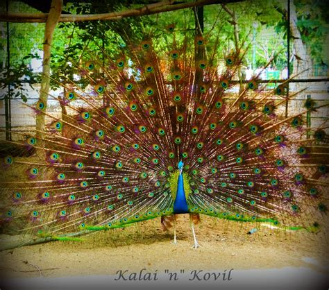 Peacock Dance - 1 | The Chinese dance conveys the rich and t… | Flickr