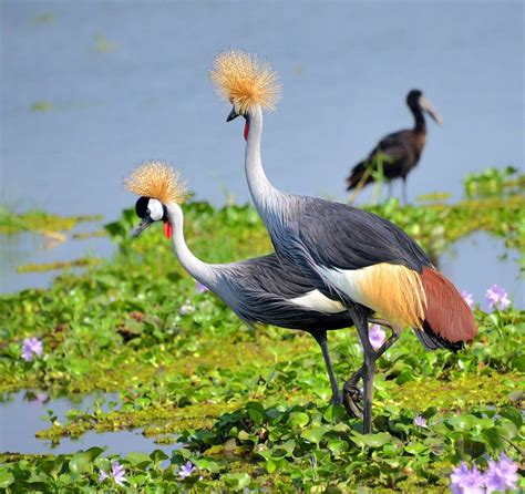 Facts About Cranes You Probably Didn’t Know – Animal Encyclopedia