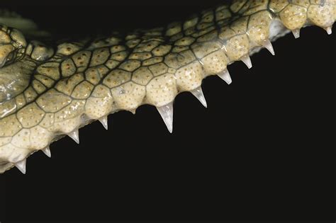 Saltwater Crocodile Teeth Photograph by Simon D. Pollard - Fine Art America