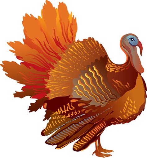 Thanksgiving Sideview Turkey transparent PNG - StickPNG