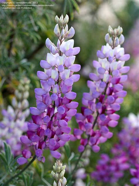 PlantFiles Pictures: Lupinus Species, Lupine (Lupinus albifrons) by AnniesAnnuals