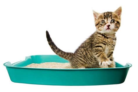 How to Train a Kitten to Use a Litter Box | Cat Litter Box Training Technique