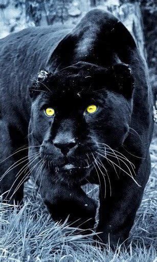 Black panthers hunting - Google Search | Animais silvestres, Animais selvagens, Gatos selvagens