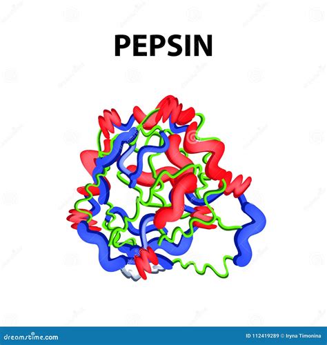 Enzyme Pepsin 3D Model Royalty-Free Stock Photography | CartoonDealer.com #23665109