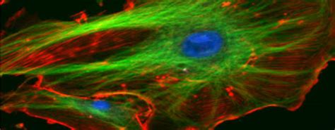 Bio-imaging and bio-signal processing | Florida International ...