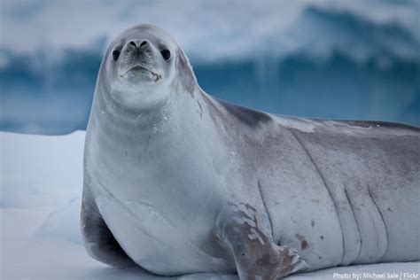 Interesting facts about Weddell seals | Just Fun Facts