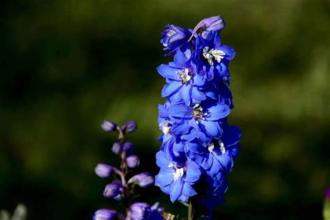 delphinium | Environment Buddy