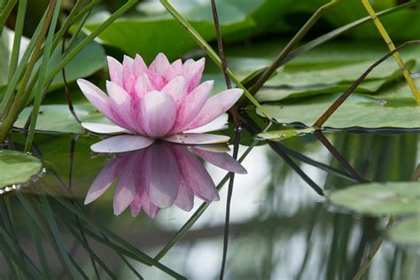 Pink lotus flower on a pond - Tell Your Story with Evalogue.Life