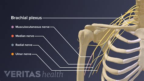 Blood and Nerve Supply of the Shoulder