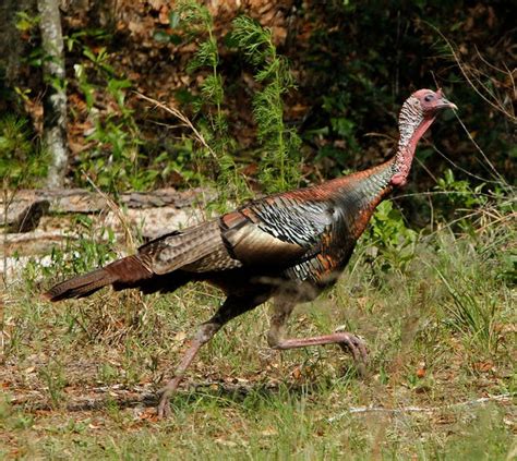 Wild turkeys in NC face impacts from climate change