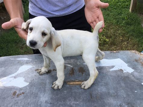 Mountain Cur Puppies For Sale | Collinwood, TN #235779