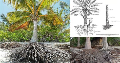 How Deep are Palm Tree Roots? Palm Tree Root System Diagram and Inform