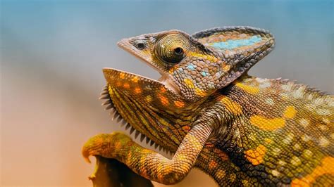 4K Lizards Wallpapers High Quality | Download Free