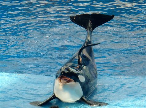 SeaWorld Killer Whales In Hot Water After Breeding Ban – Immortal News