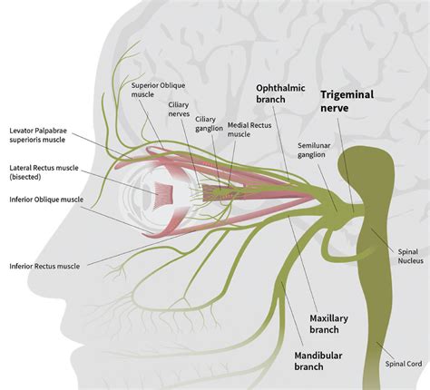 Neuroimaging Shines Light on Chronic Ocular Surface Pain, Photophobia