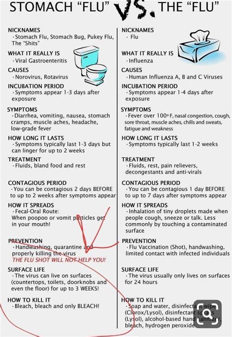 Stomach “Flu” VS. The “Flu” | Stomach flu, Stomach, Rotavirus