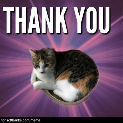 51 Nice Thank You Memes With Cats | Thank you memes, Thank you cat meme, Mood pics