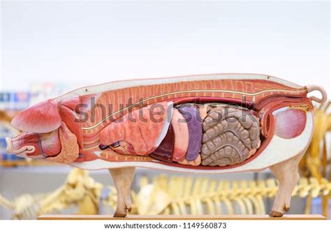 Internal Anatomy Of A Pig - Anatomical Charts & Posters