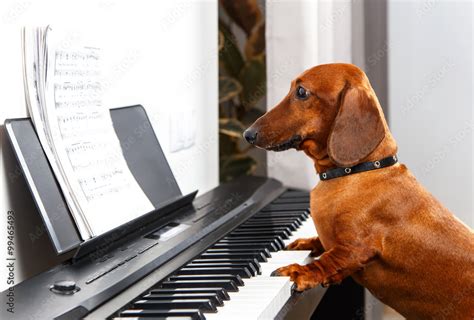 Funny dog playing the piano Stock Photo | Adobe Stock