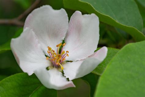 quince flower photo 4361581 Stock Photo at Vecteezy