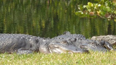 Shark Valley Tram Tour, Everglades National Park, History and Wildlife ...