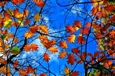 Download Fall Branch Nature Leaf 4k Ultra HD Wallpaper