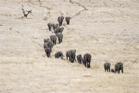 500px Blog » » The Most Dramatic Animal Migrations Captured On Camera