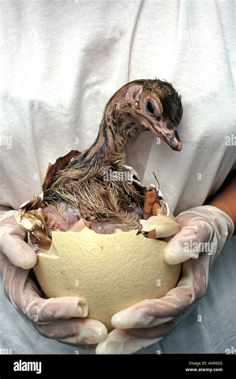 Ostrich chick hatching hi-res stock photography and images - Alamy