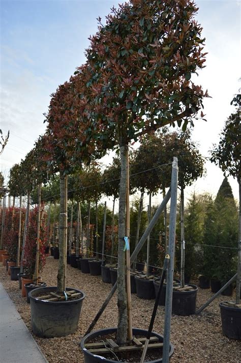 Photinia Red Robin Full Standard 70ltr