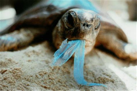 Impact of Ocean Plastic on Marine Wildlife - TONTOTON