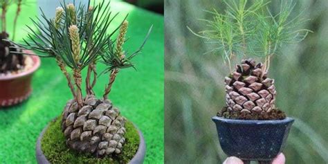 Grow Evergreen Trees From Pine Cones