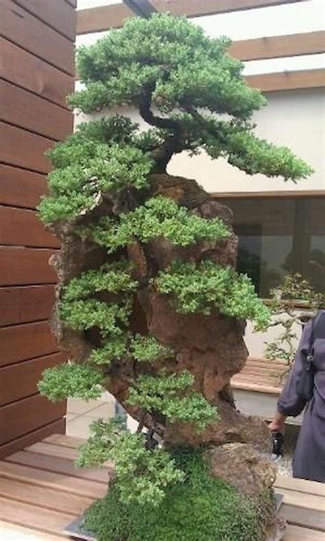 16+ How To Take Care Of A Juniper Bonsai Background - Hobby plan