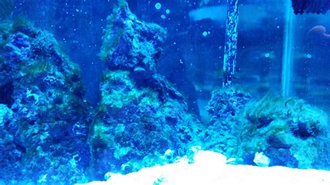 Clearing up a Green Algae Bloom in my 75 Gallon Saltwater Tank | The ...