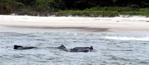 Atlantic Humpback Dolphin – "OCEAN TREASURES" Memorial Library