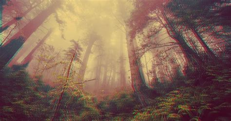 Trippy Forest Made by me [4k] | Trippy mushrooms, Forest wallpaper, Trippy