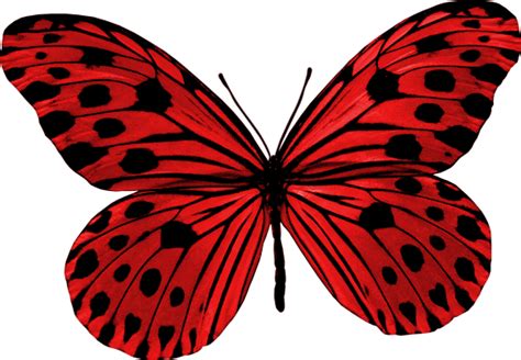 papillons | Butterfly art painting, Butterfly art print, Butterfly clip art