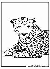 Coloring Jaguar Drawing Sketch Page sketch template