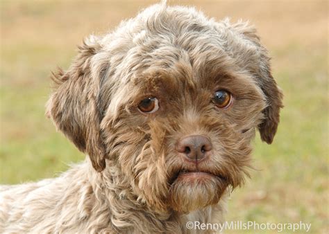 Tonik, Dog With 'Human' Face, Available For Adoption (PHOTOS) | HuffPost